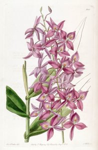 Barkeriaスキネリ（syn。Epidendrumスキネリとして）